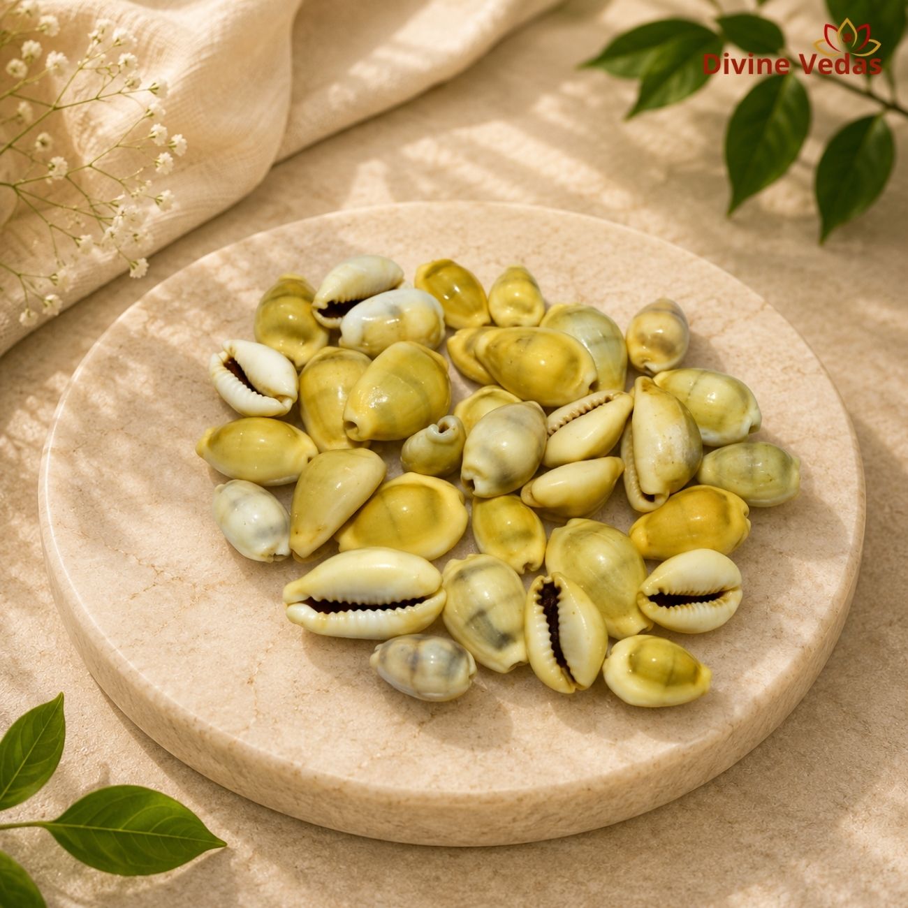 Yellow Cowry Shell for Pooja – 11pcs